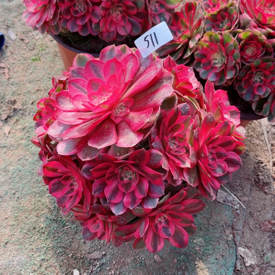 511红荔枝法师多肉植物