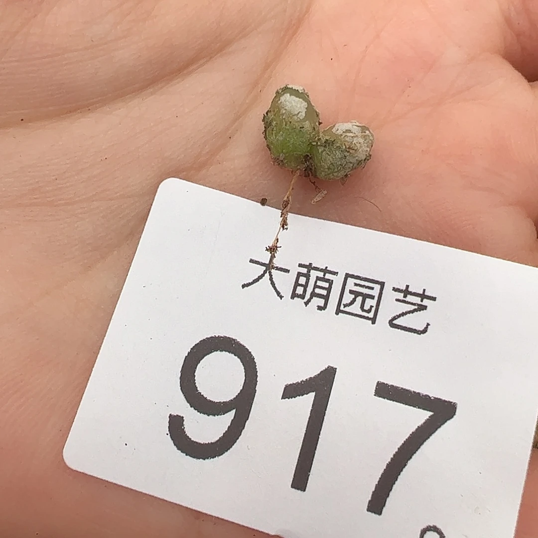 一物一拍。     917