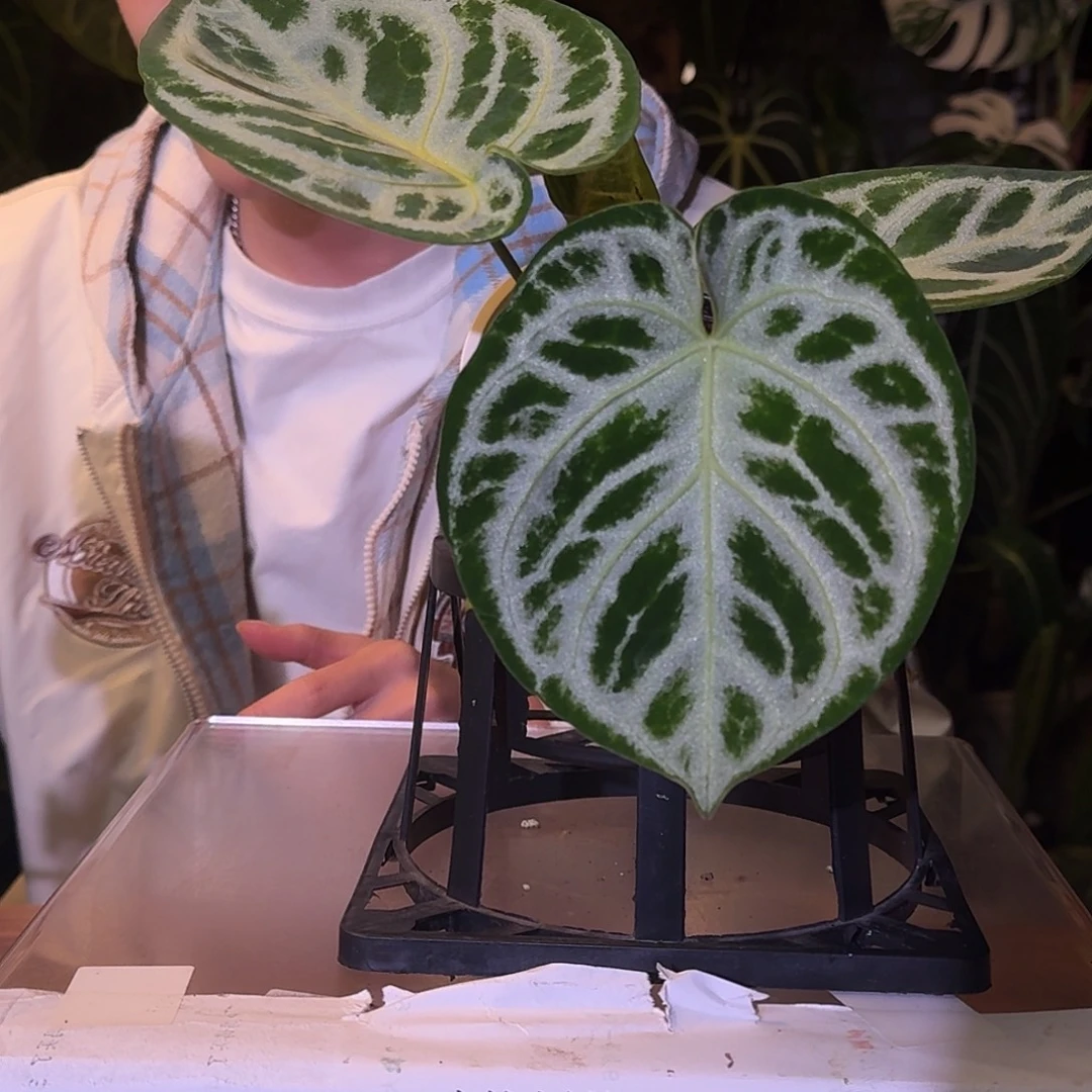 不开花植物W33黑色面纱杂铜锣烧