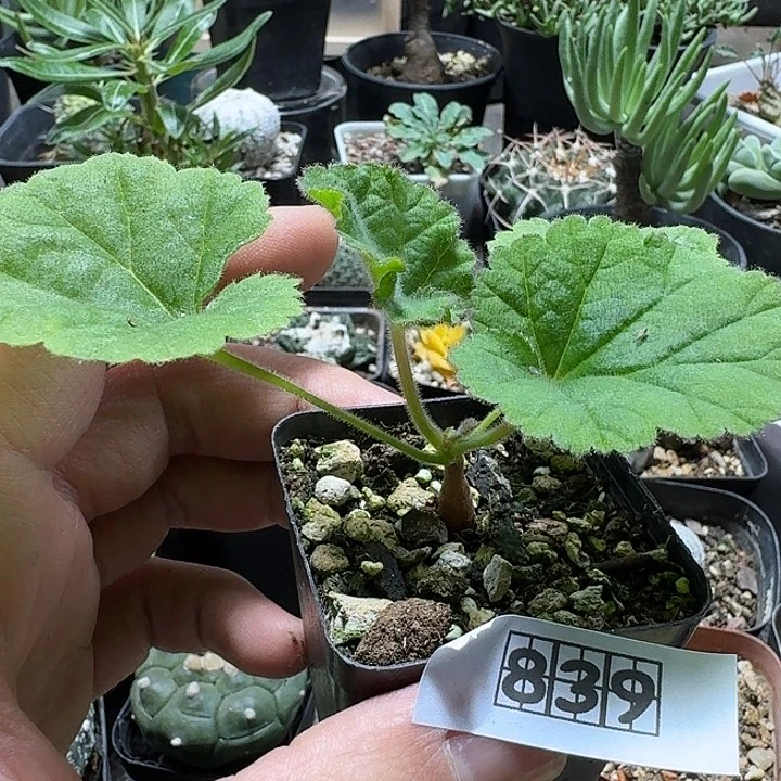 839罗伯塔洋葵带盆发货