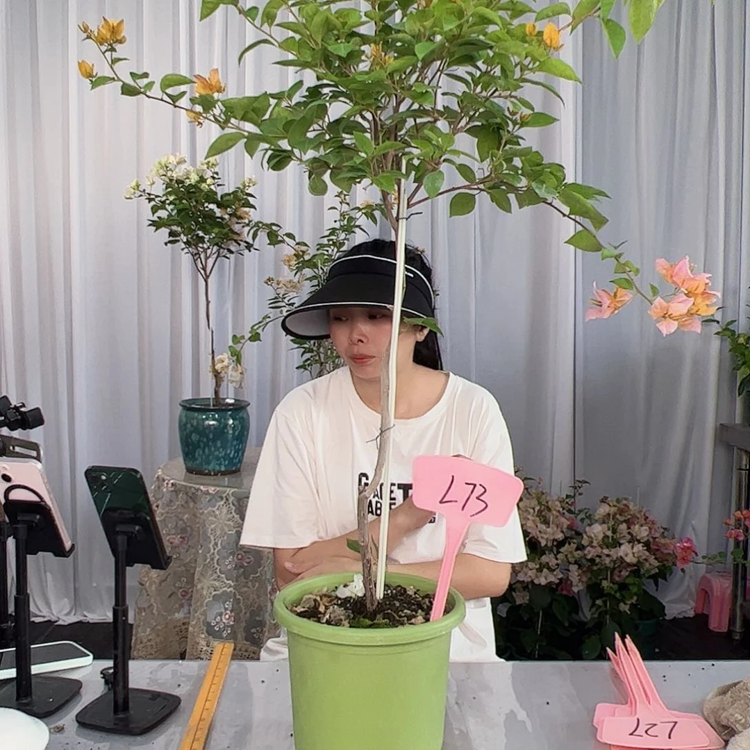 小***胖大部分开放少量花苞L73金发女郎