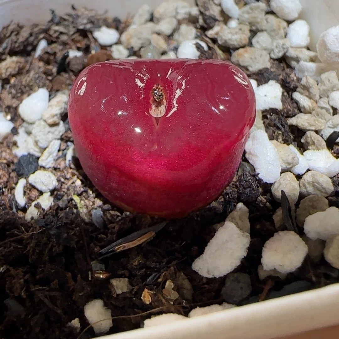 肉锥多肉植物百科4-1430.5、197