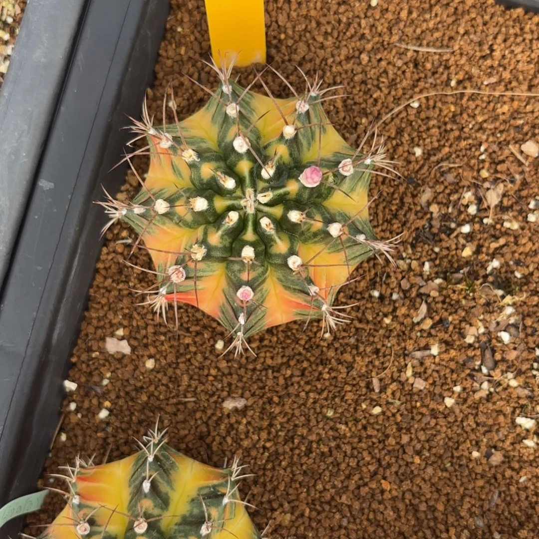 L535-0102泰国发货 太阳后裔