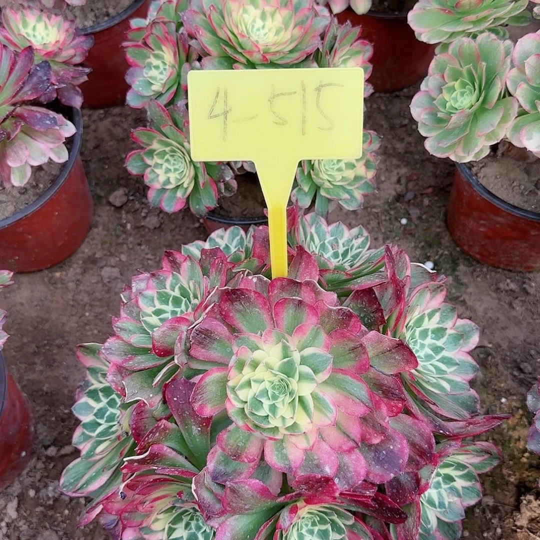 4-515--+多头多肉海王多肉