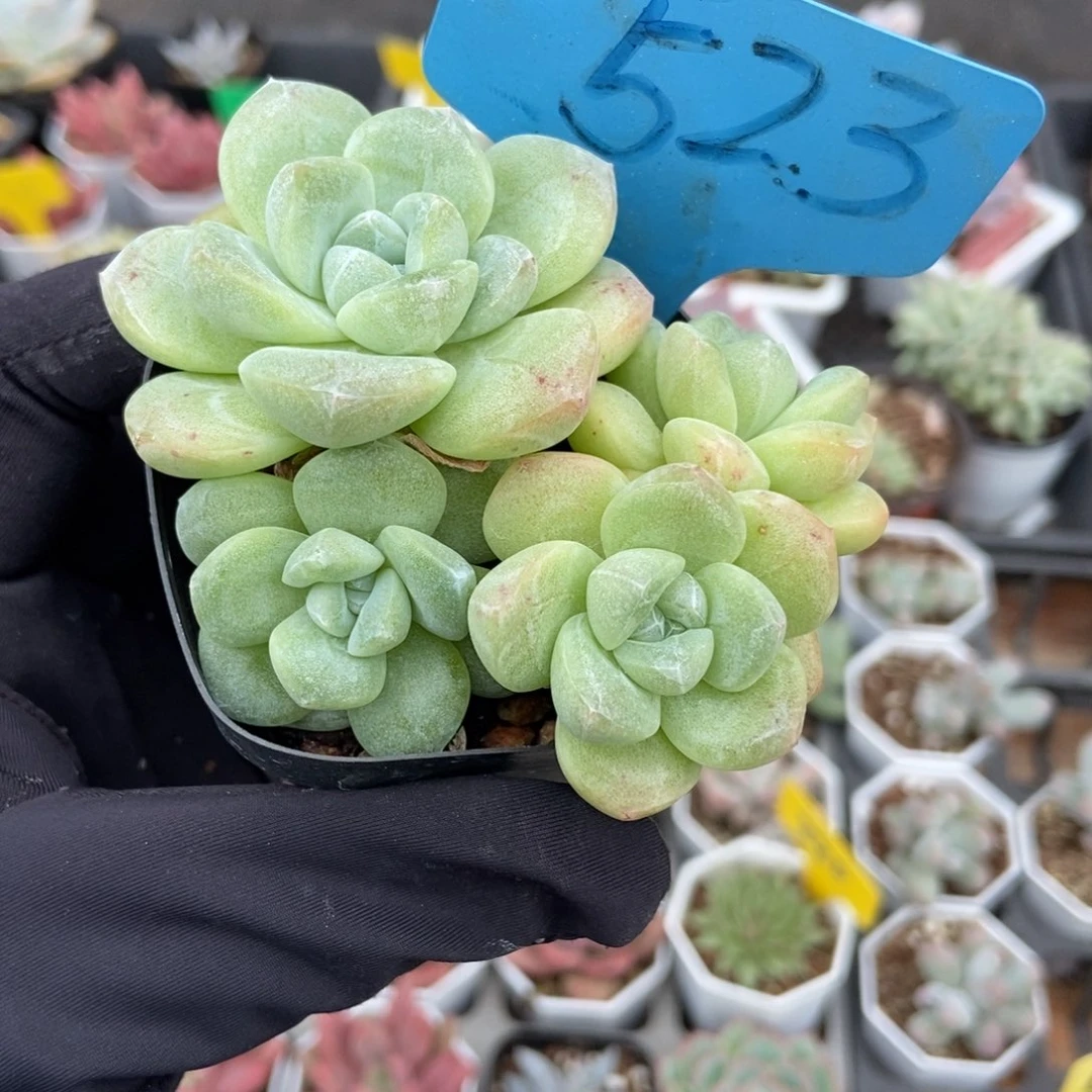 523冰玉多肉植物多肉