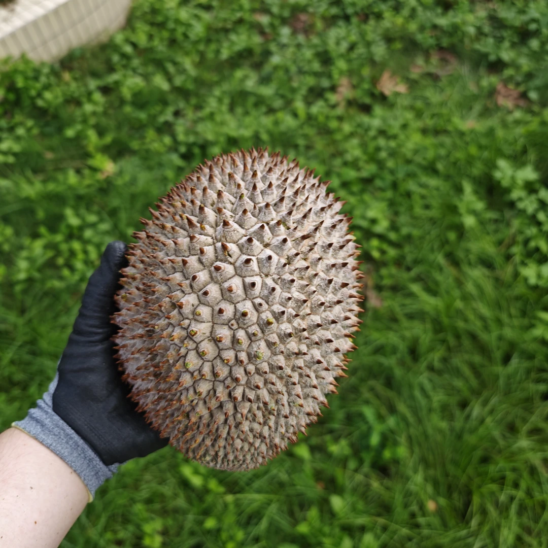 【直播间一物一拍】正宗马来西亚榴莲 液氮锁鲜新果 顺丰包邮