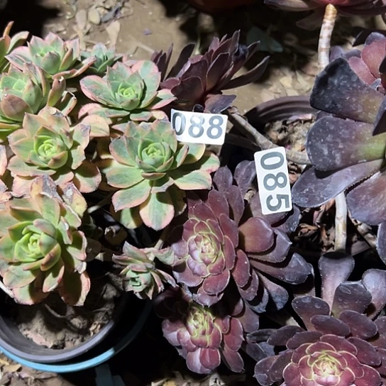 用****9多肉植物两个