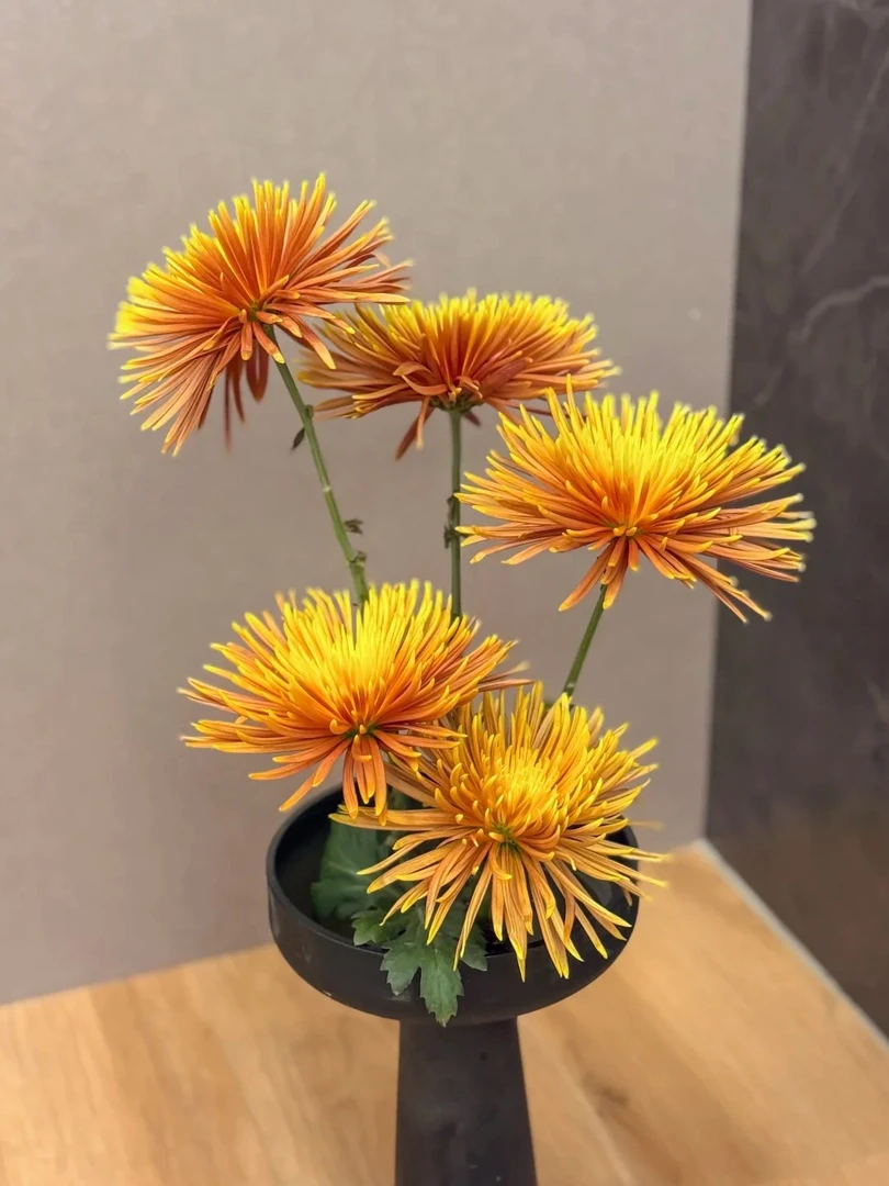 婵之语  黄色烟花菊支鲜切花