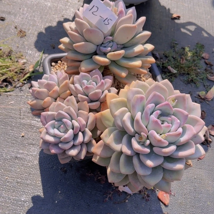 ?****1215奥普多肉植物