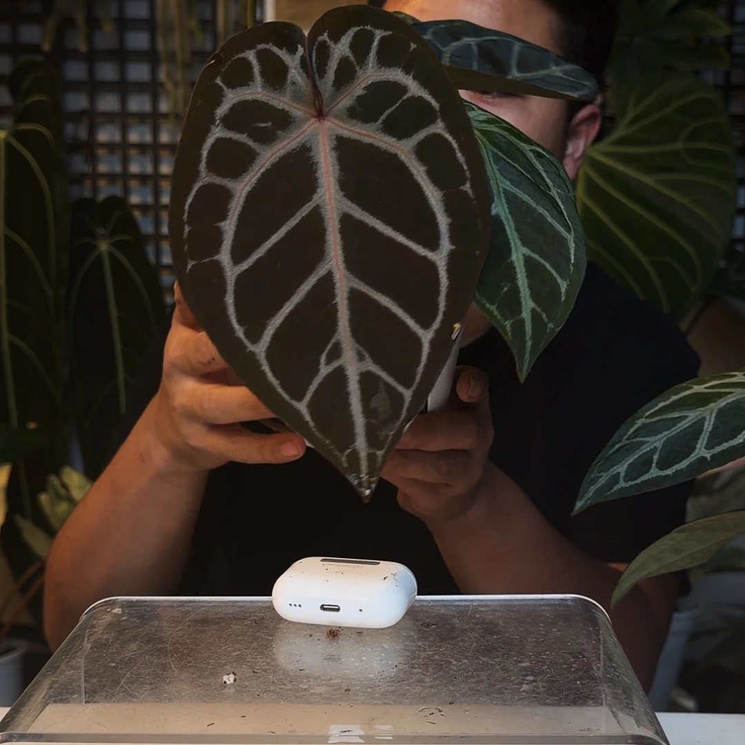 完全开放B16黑曜石杂红铜