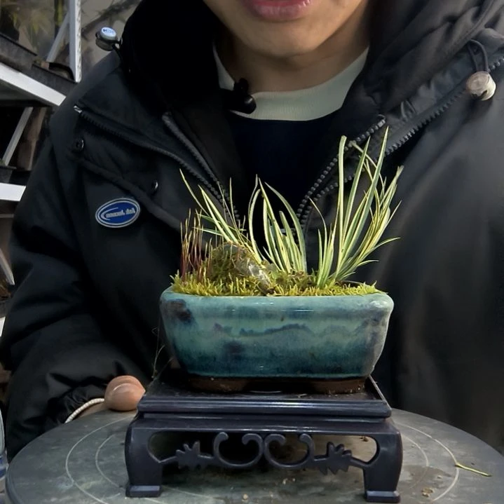 三**…小盆景小植物一物一拍105