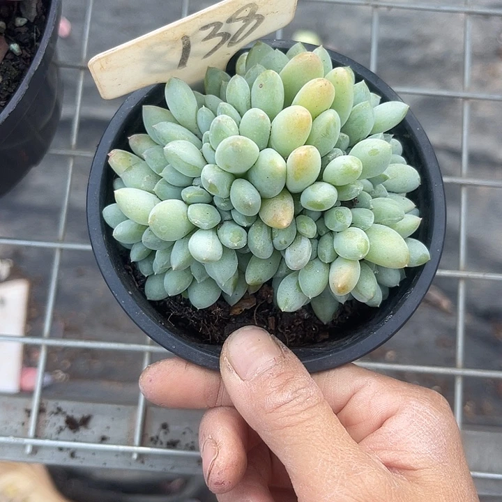 两单包邮，一物一拍138奶糖缀