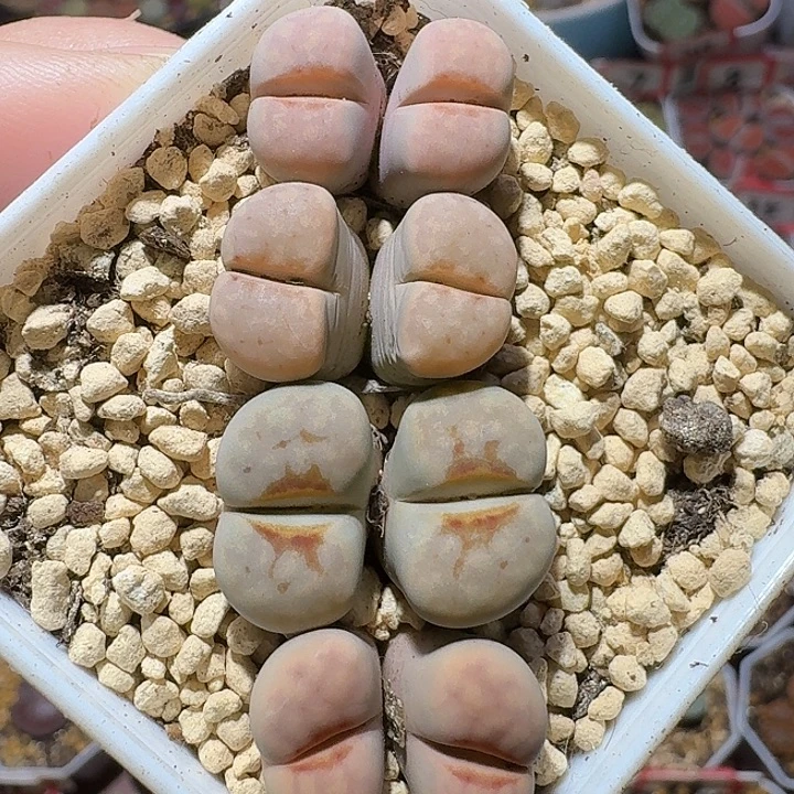 生石花111222。   278