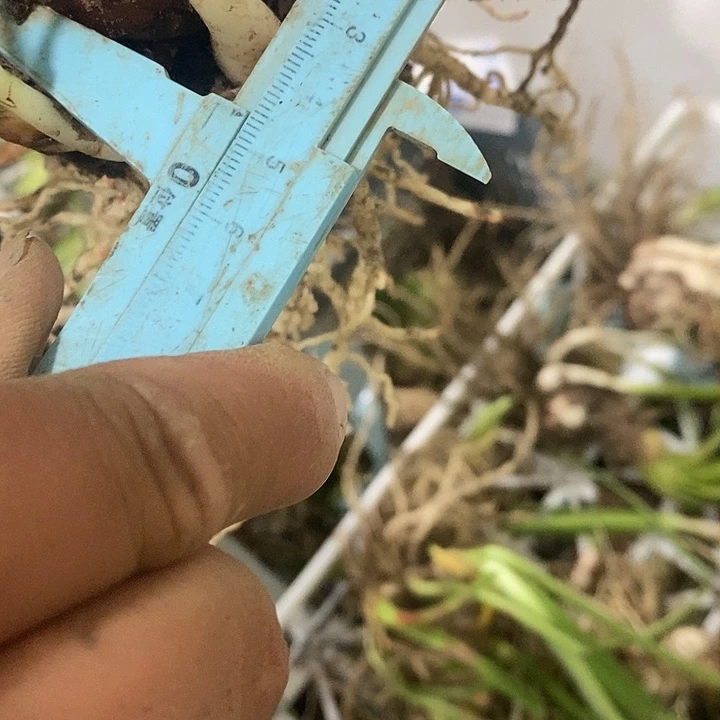 爱神4-5之间不带侧朱顶红