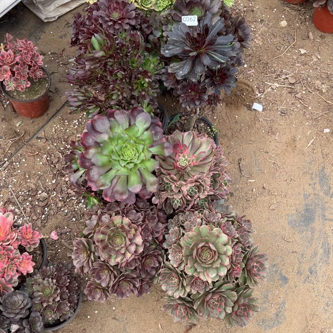 爽****062十颗组合多肉植物法师