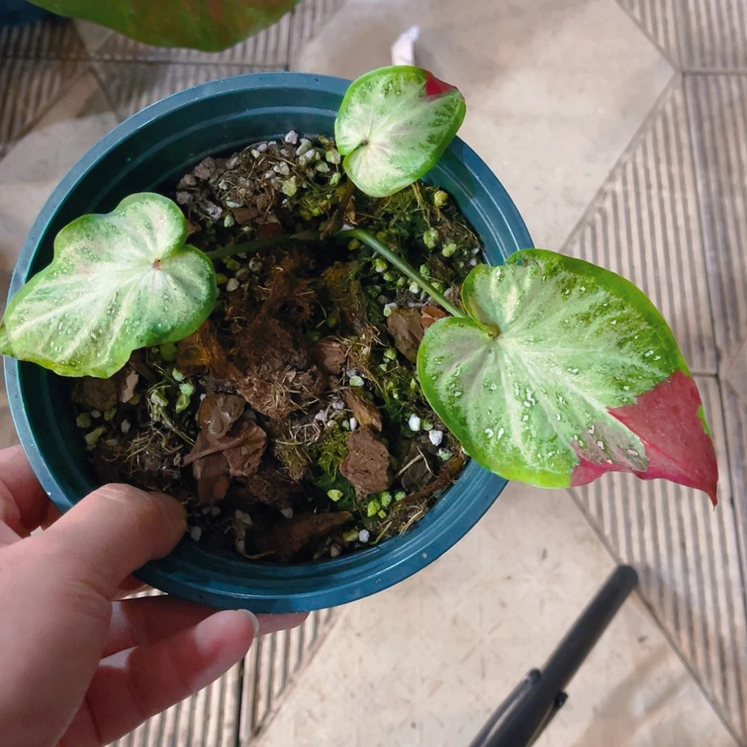 完全开放3497泰彩