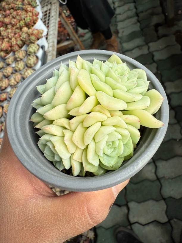 白天鹅群生多肉特价来喽