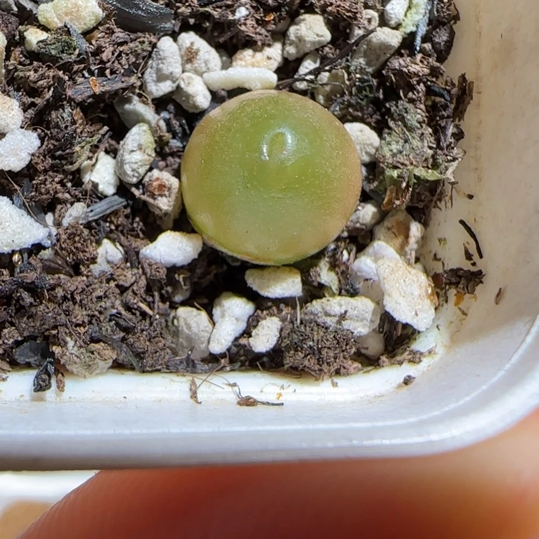 肉锥多肉植物组合-哈默1461