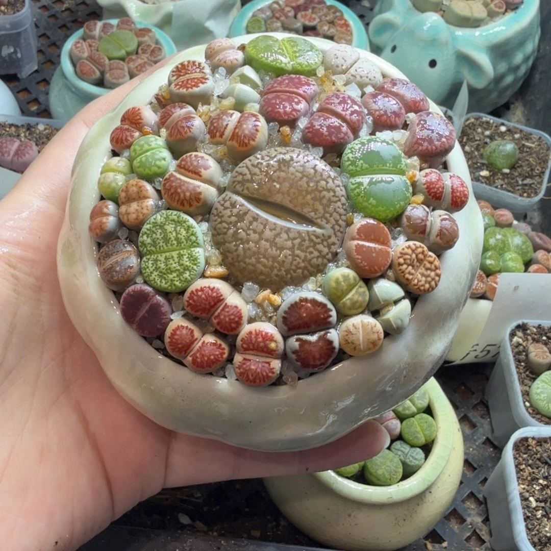 多肉植物和植物等植物591