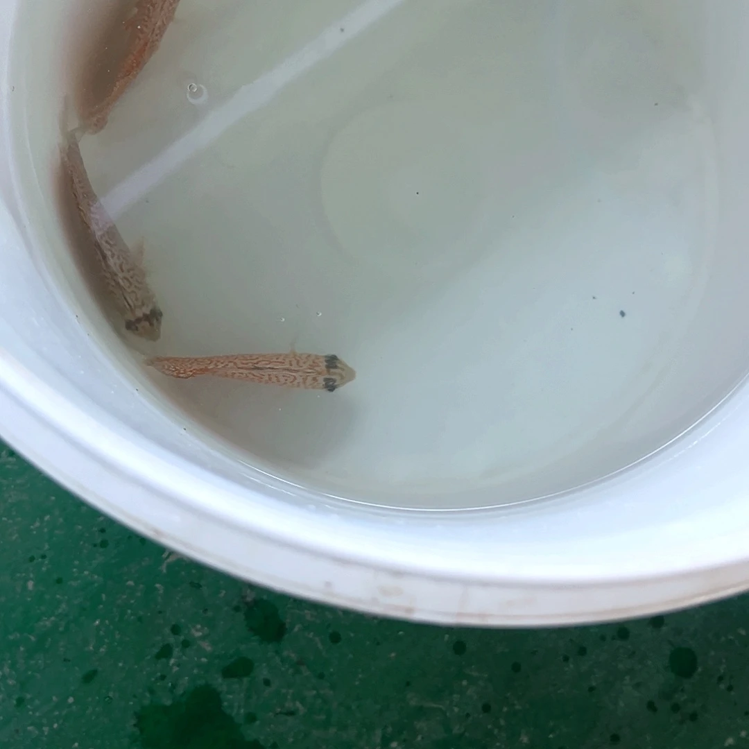 洋***。12栋4条肉身6-7的