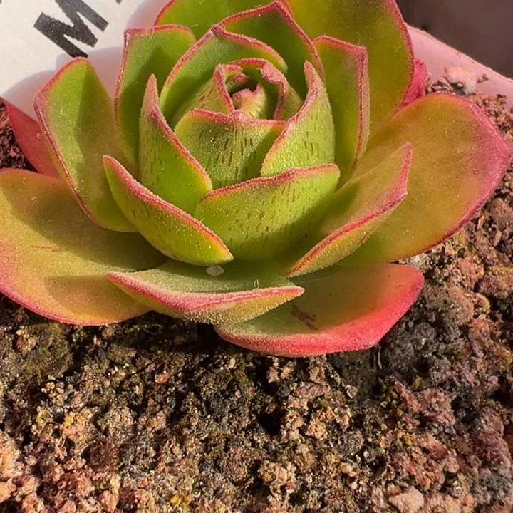 苗苗山地玫瑰多肉植物70