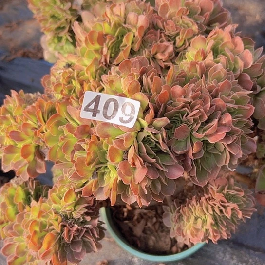 十***年多肉植物一个玫瑰有伤