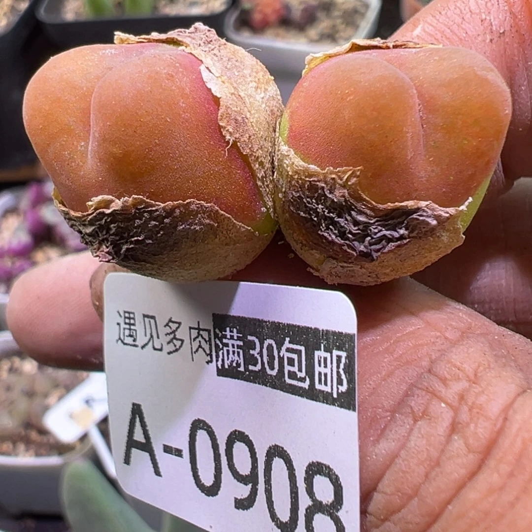 多肉植物111111111111111