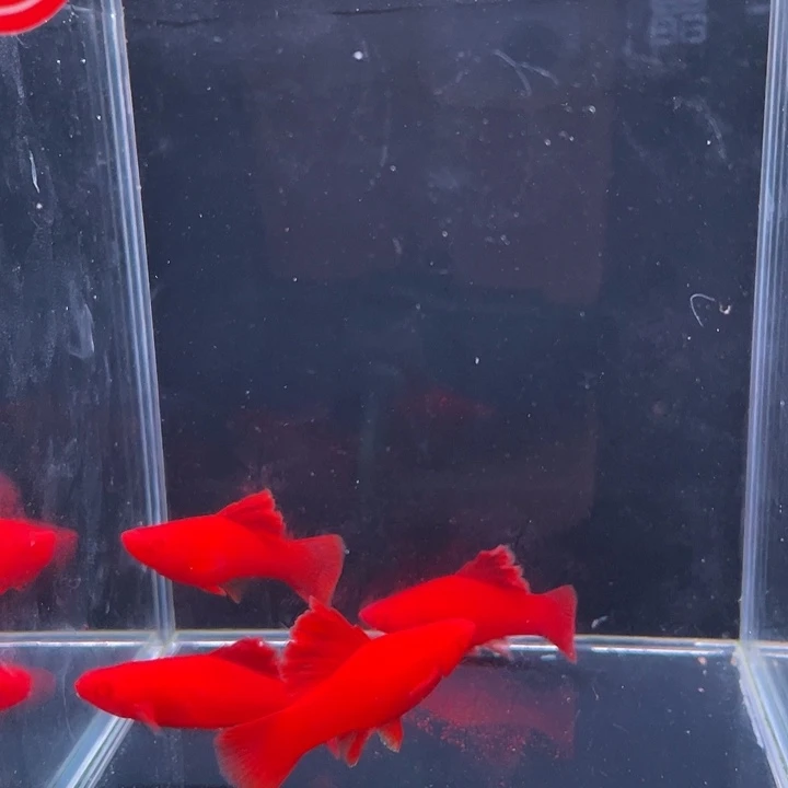 孔雀鱼高稽红箭鱼苗4条