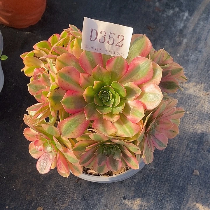 352雨荷多肉有砍处理