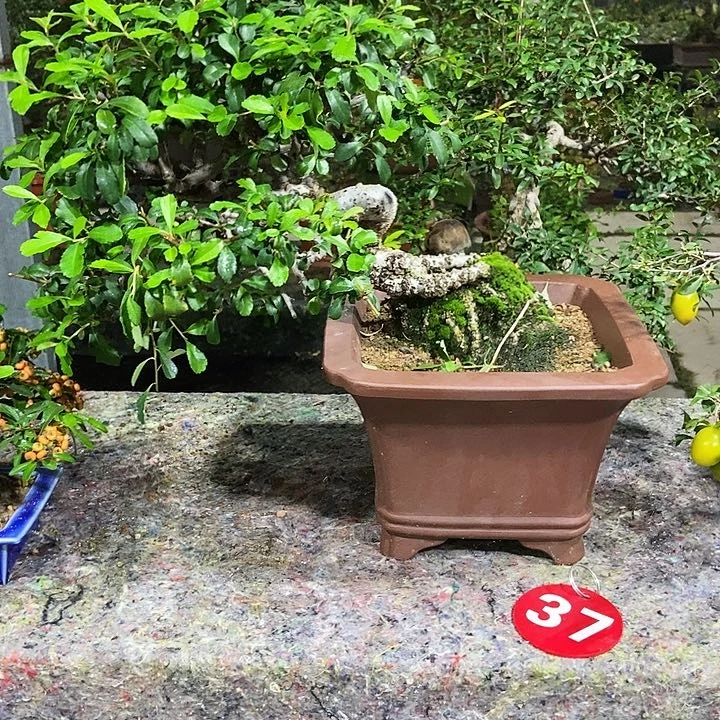 无花朵y*h开花结果