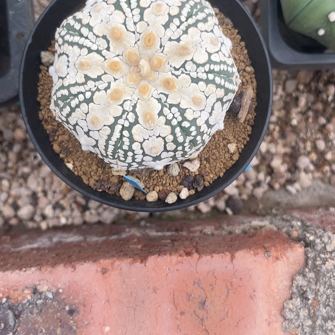 完全开放养****】特价6 45