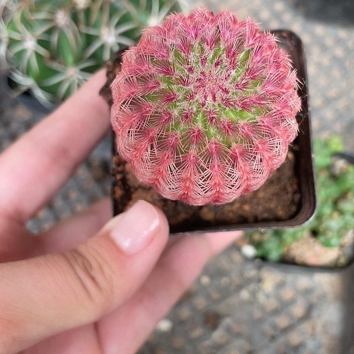 525仙人球开花植物