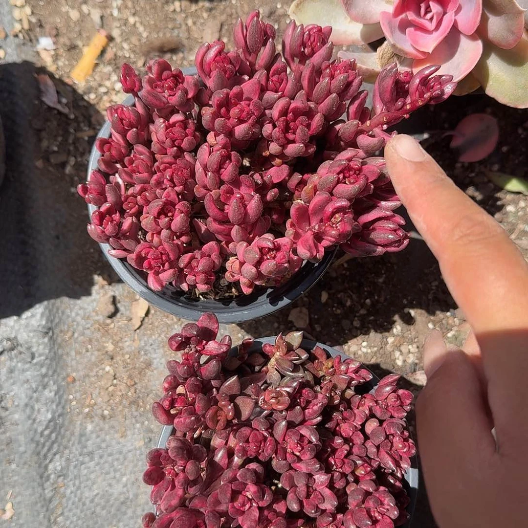 巧克力方砖锦多肉植物