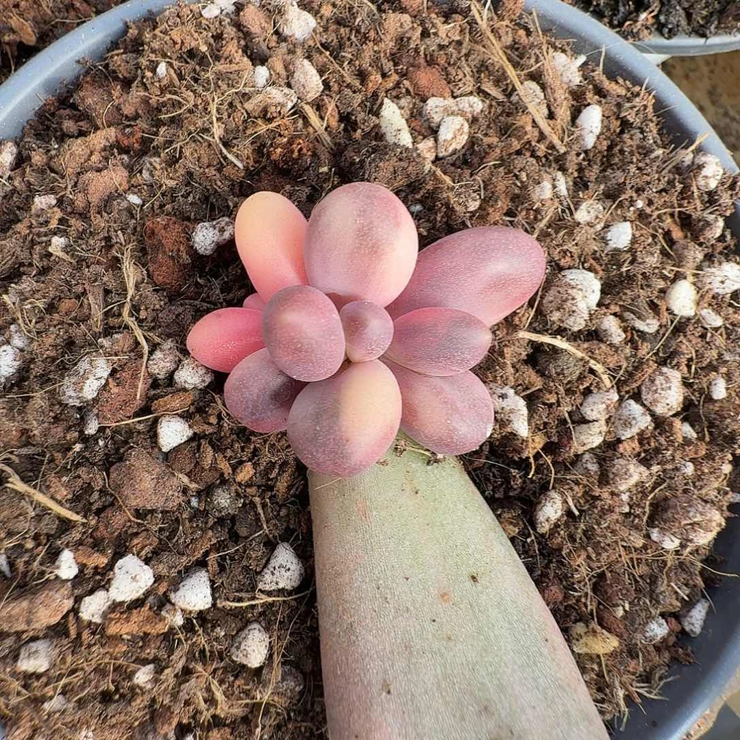 糖果美人111111222-305