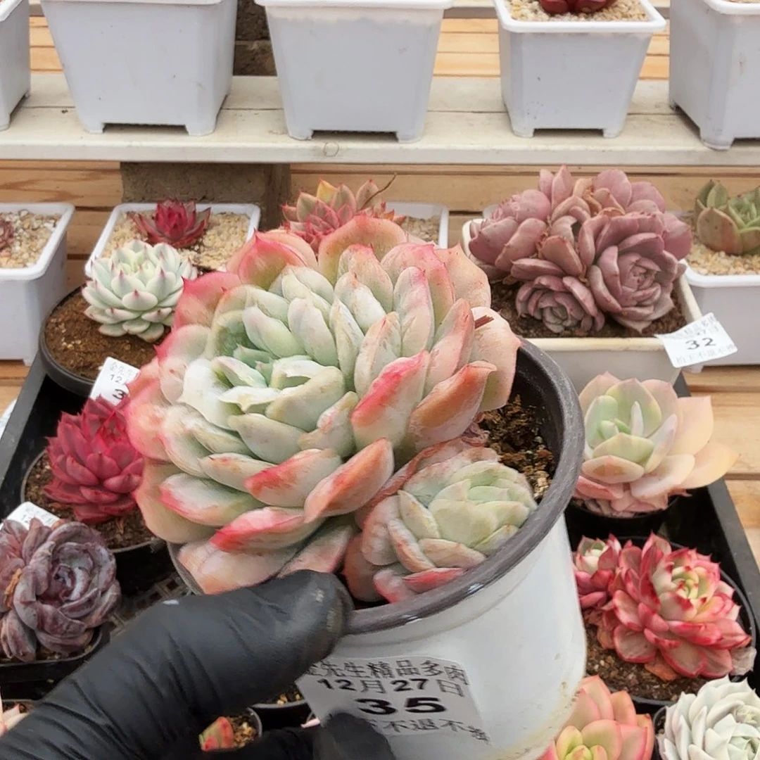 1228-35泡泡纱裙a