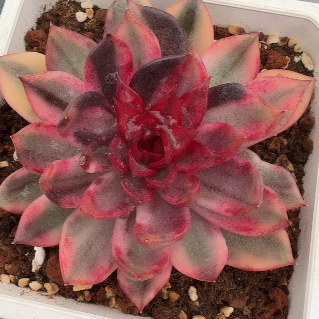 火焰山锦，多肉植物