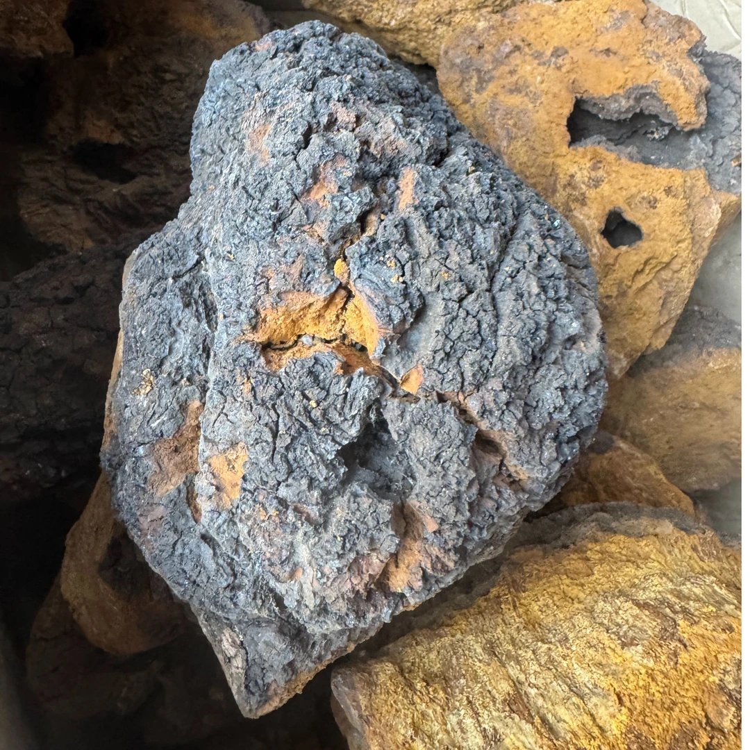 小兴安岭野生深山桦树茸煮水泡茶