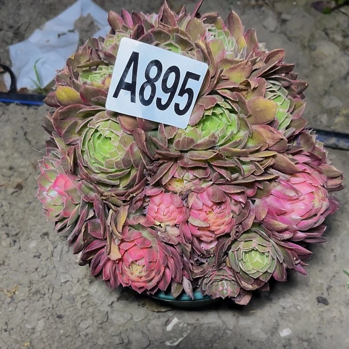 万花筒法师32-1包邮
