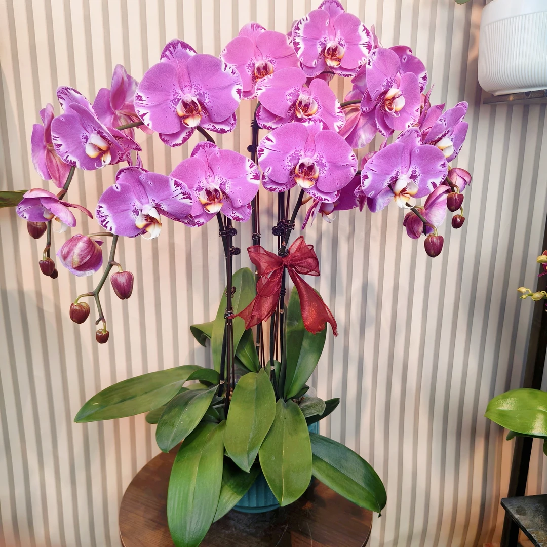 【藏宝图】蝴蝶兰 紫色系大花型 好看耐养百搭送人送礼室内高端花卉