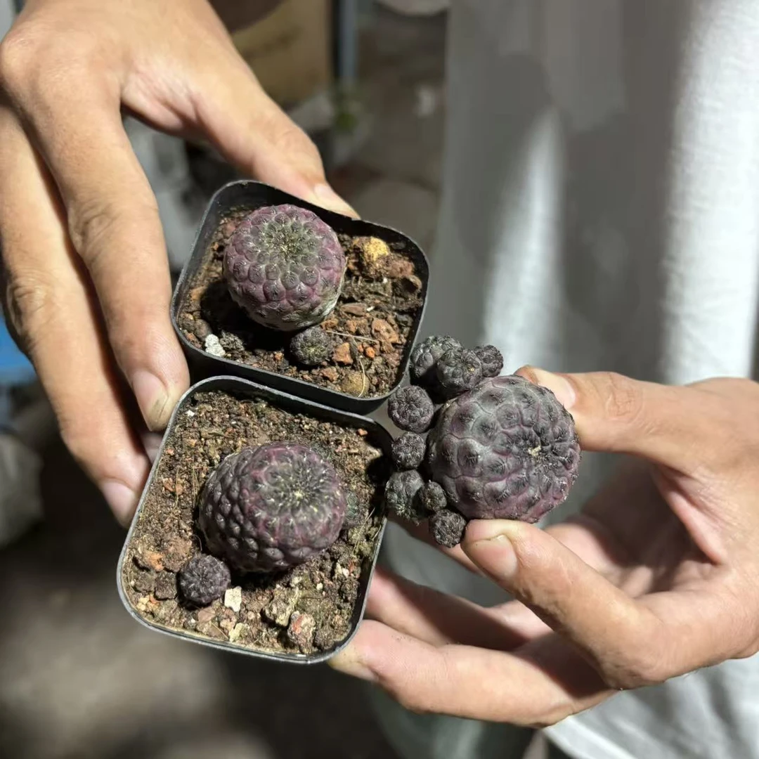 自根紫丽丸2cm 仙人球夏型种绿植盆栽桌面阳台办公室摆件