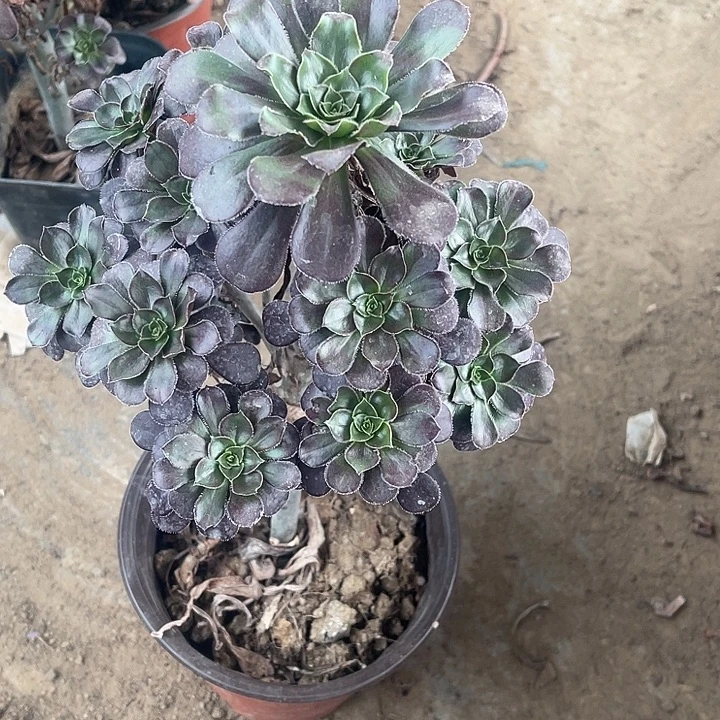黑圆叶玫瑰玫瑰玫瑰