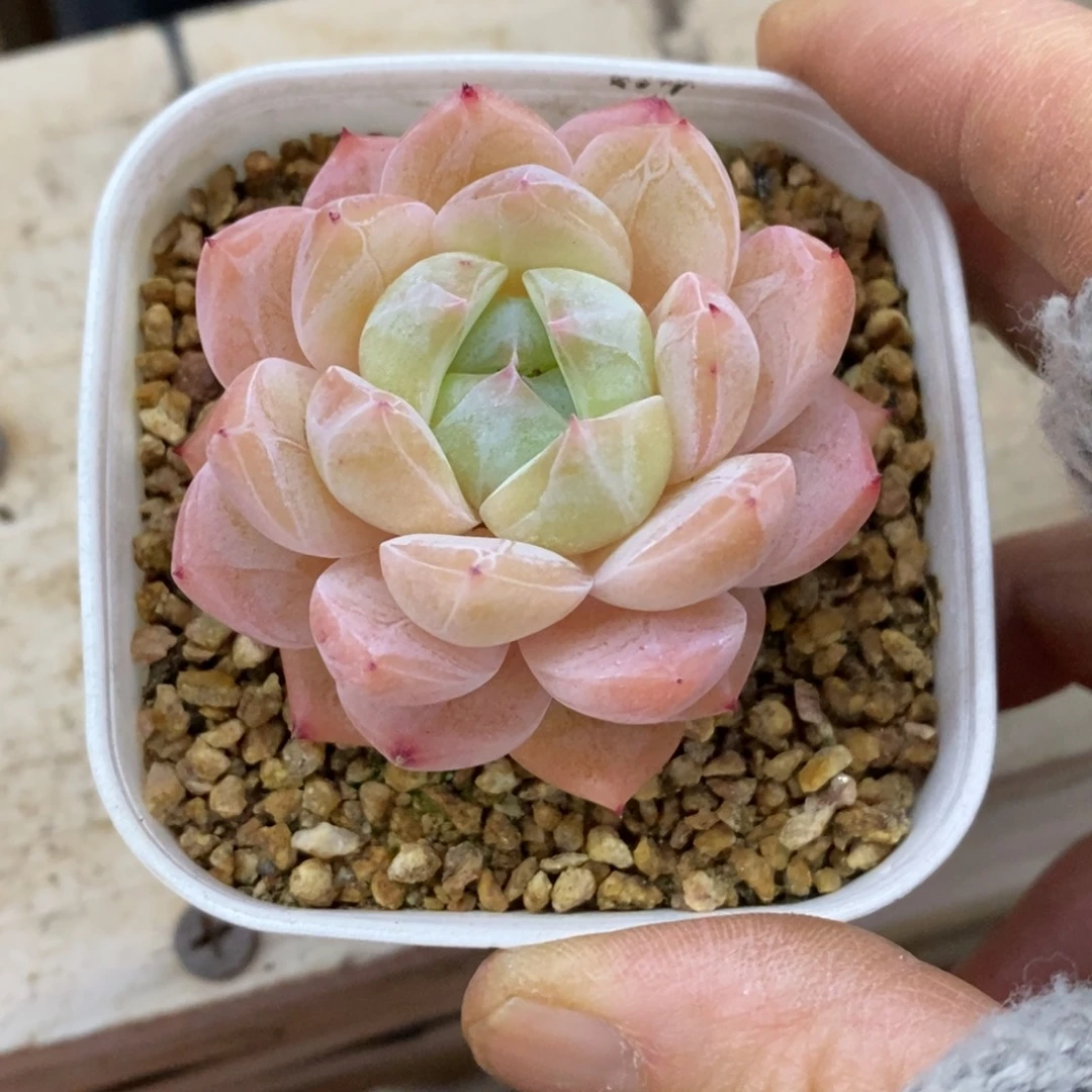 精品多肉一物一拍不包整304