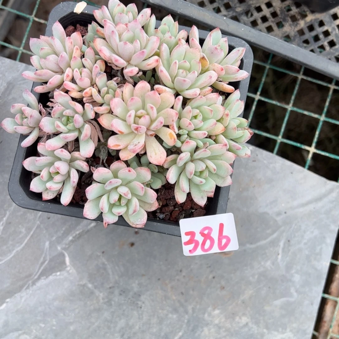 【闪购商品】蓝豆杂。386。111111