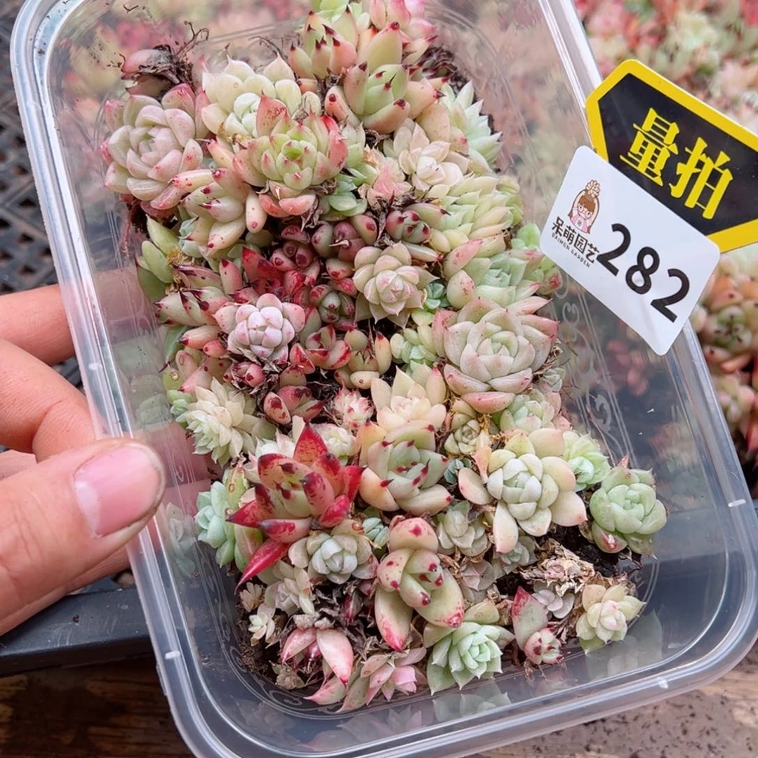 多肉植物多肉植物