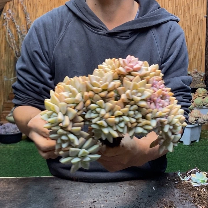 糖***骨435 号淡雪多肉植物