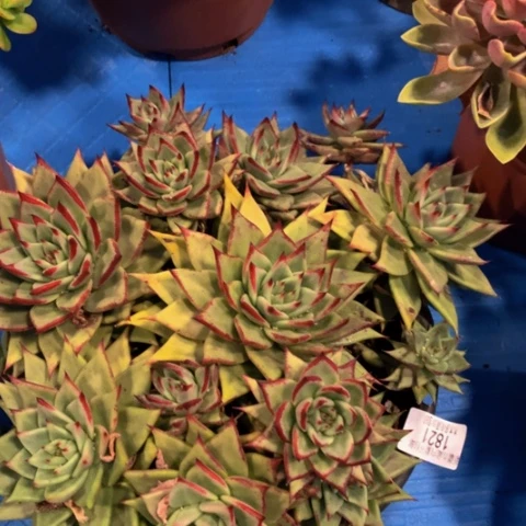 丽*梦1821乌木多肉