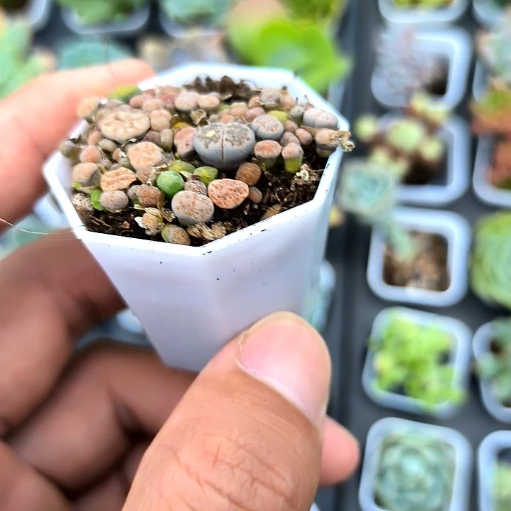 生石花八角盆，满7元包邮