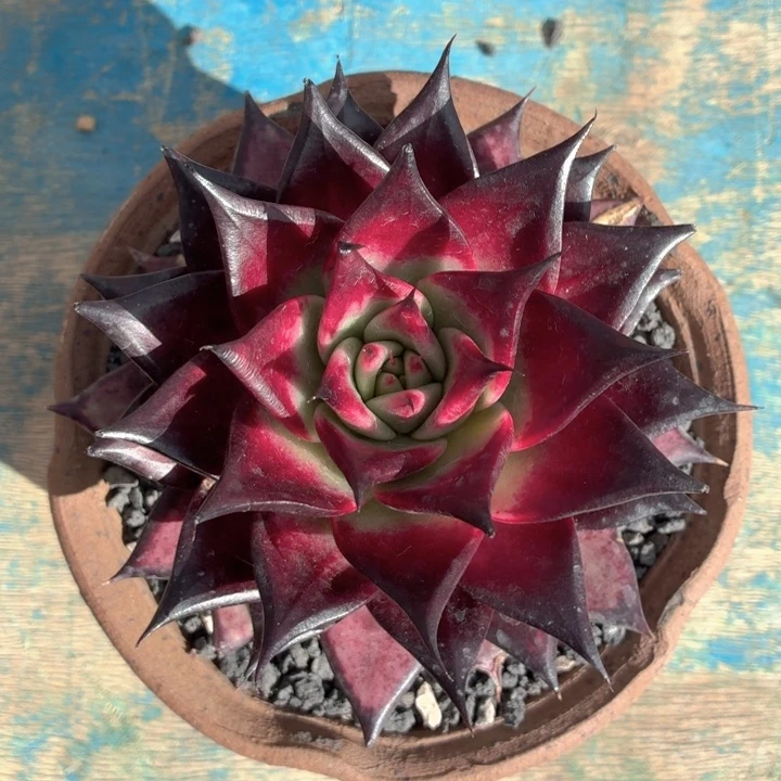 多肉植物 乌木一物一拍-4