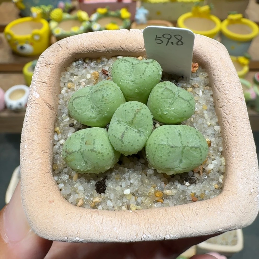 蘑菇1178猴脸多肉植物