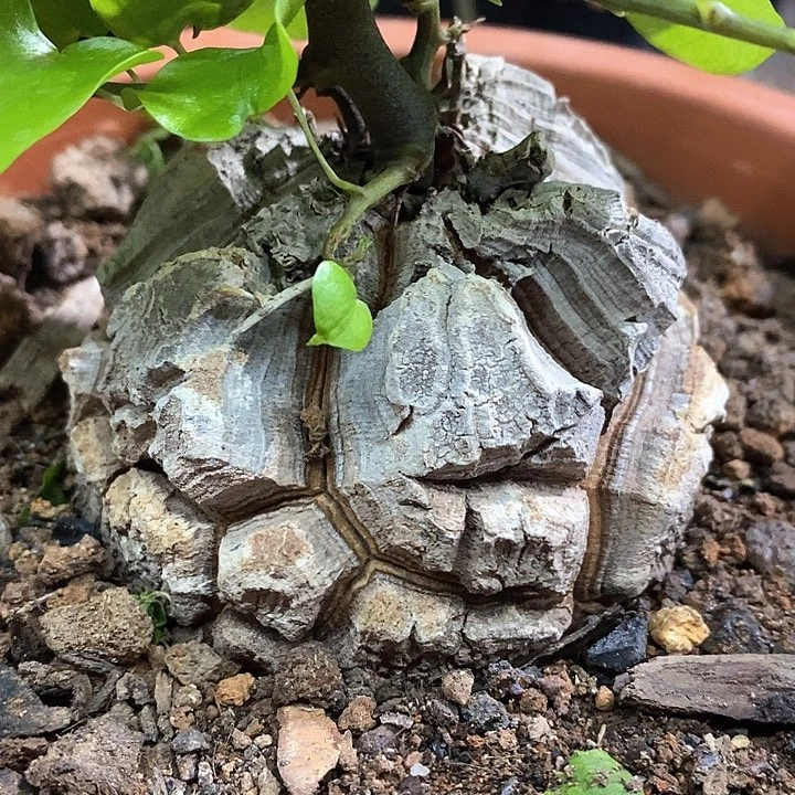 孤品实生爆裂大尤甲南非龟甲龙8cm